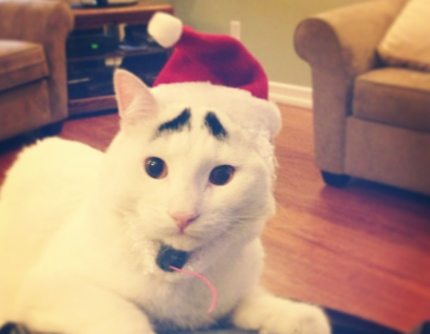 Katt, reddit, instagram, Internet